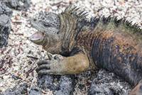 Foto Video Galapagos
